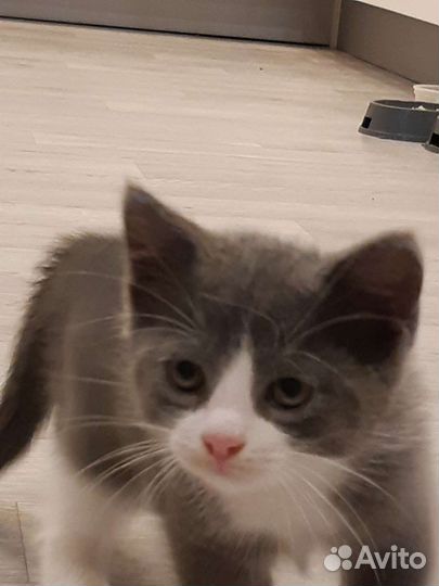Котёнок