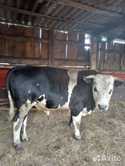 Бык и бычки