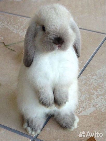 Карликовые кролики разных пород