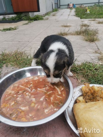Отдам бесплатно щенки