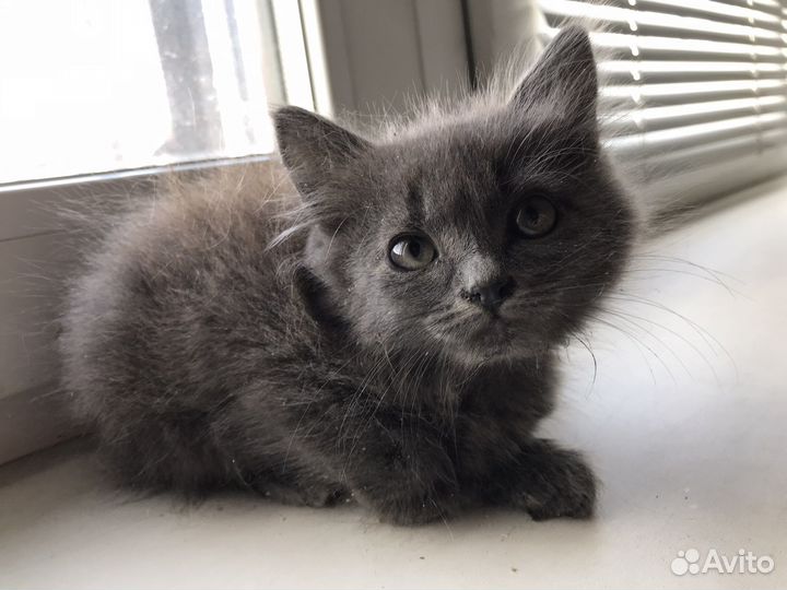 Пушистый котенок девочка