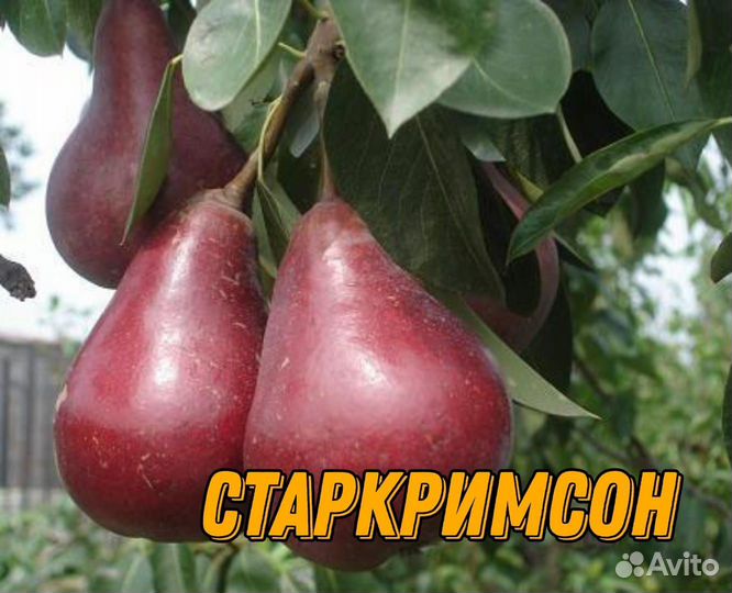 Саженцы груши летние