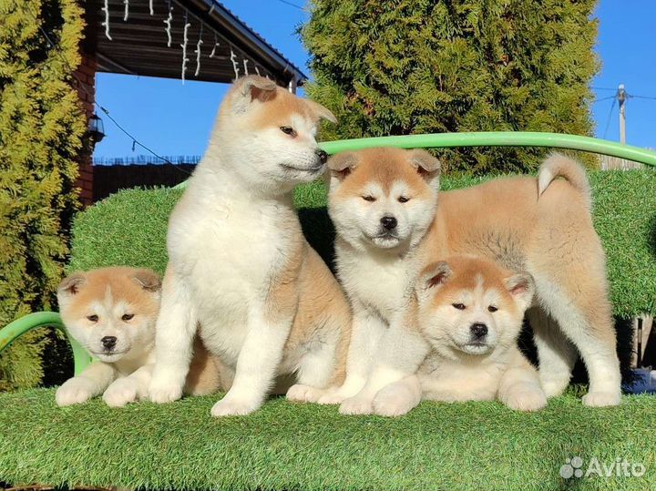 Акита ину малышня с фото