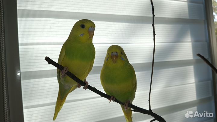 Птенцы волнистых попугаев