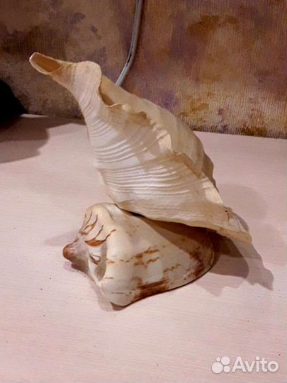 Большая ракушка
