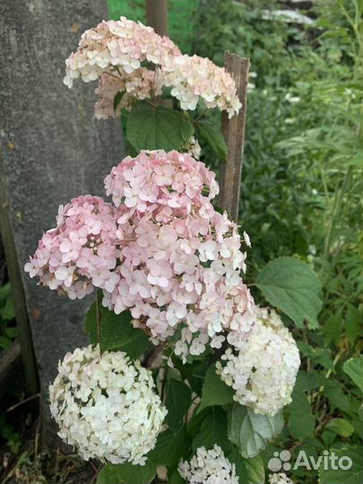 Гортензия древовидная Candybelle Bubblegum