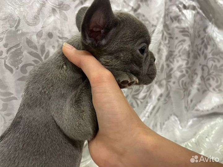 Французский бульдог