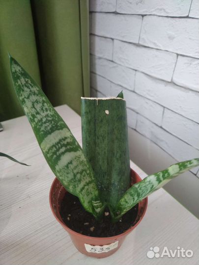 Сансевиерия щучий хвост