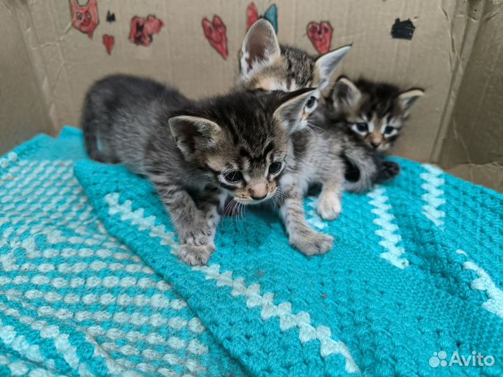 Котята в добрые руки