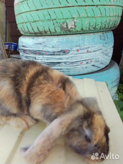 Кролики мясных пород