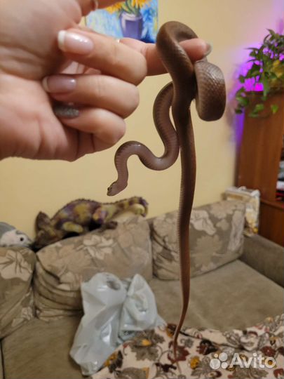 Пфриканская домовая змея в добрые руки