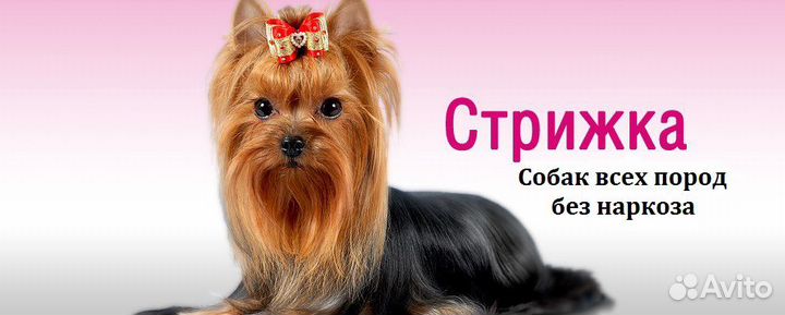 Стрижка собак декоративных пород с выездом