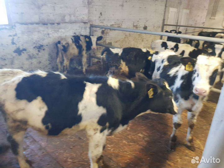 Продаются бычки телочки