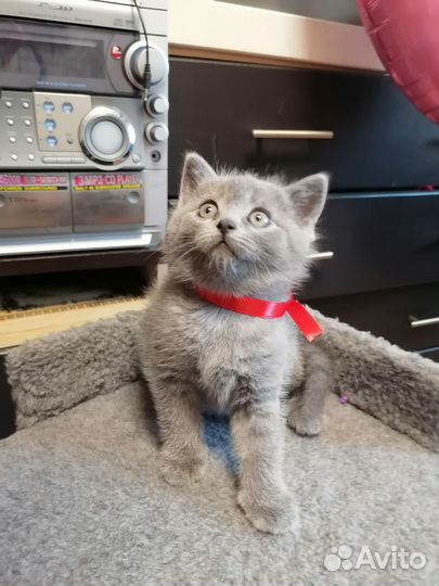 Британские котята