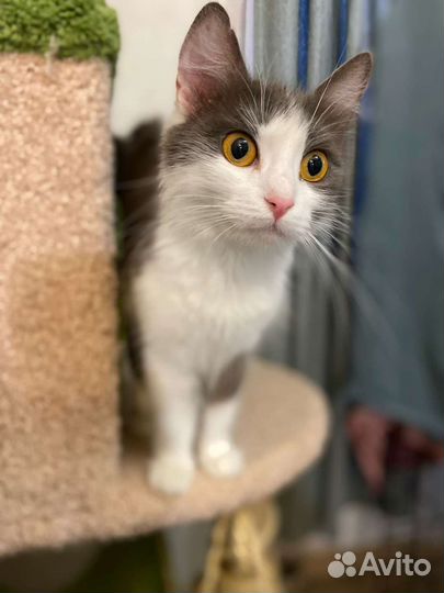 Кошка в добрые руки