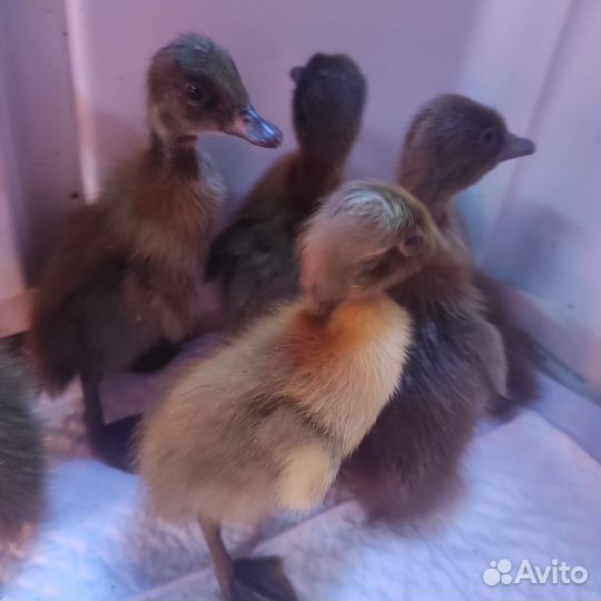 Индийский бегунок