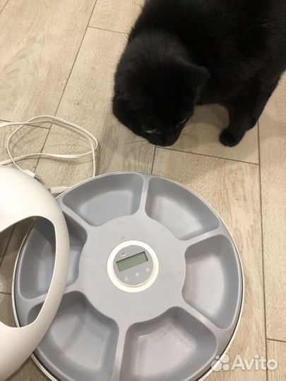 Автоматическая кормушка для кошек