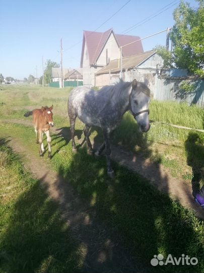Кобыла с жеребенком