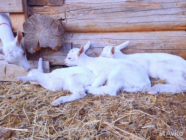 Чистопородные зааненские козочки