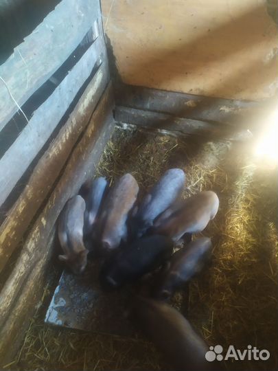 Вьетнамск вислобрюхий поросенок