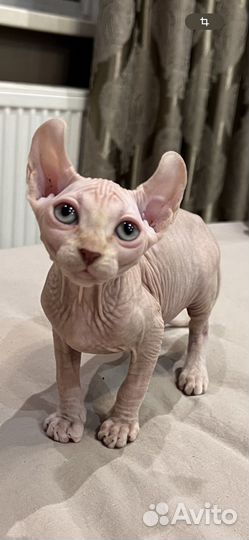 Канадский сфинкс