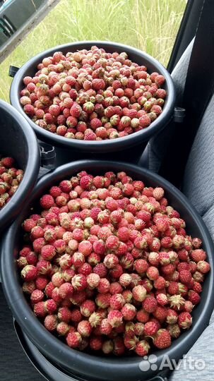 Ягода лесная Клубника