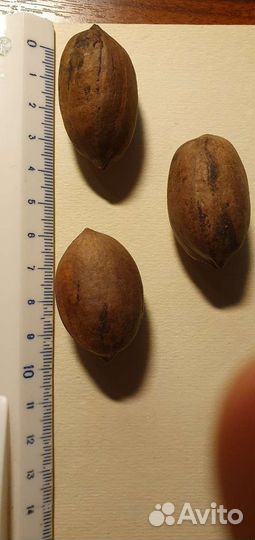 Орех Пекан (семена)