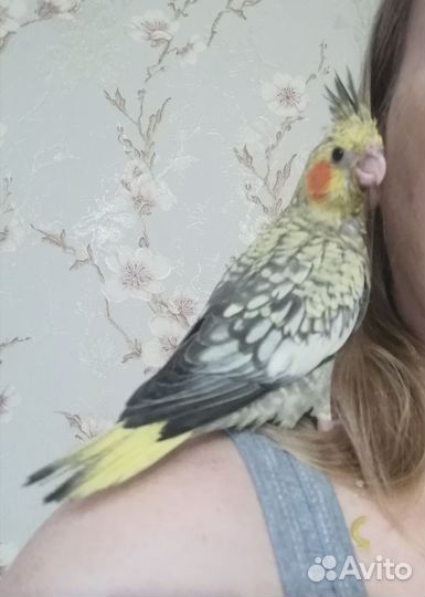 Попугай корелла птенец