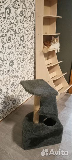 Когтеточка