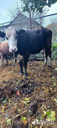 Тёлка стельная