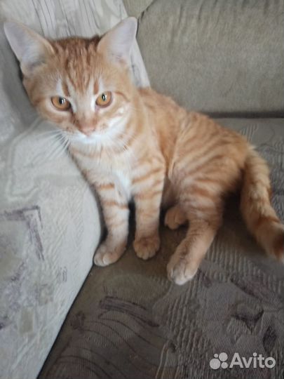 Котенок в добрые руки мальчик