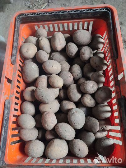 Семенной картофель