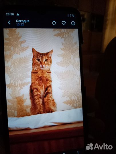 Кошка потерялась