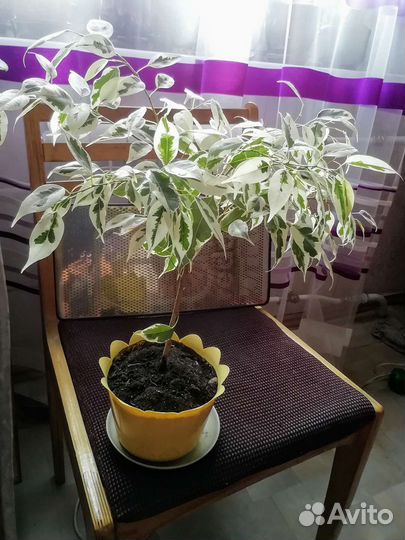 Фикус бенджамина