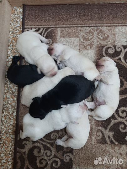 Резервирования щенков