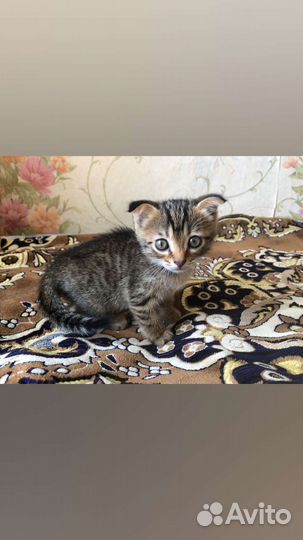 Кошка в дар бесплатно