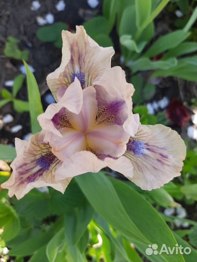 Ирисы низкорослые