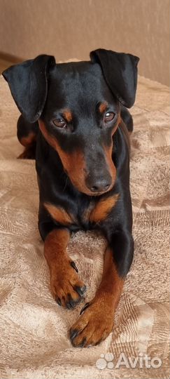 Цвергпинчер для вязки