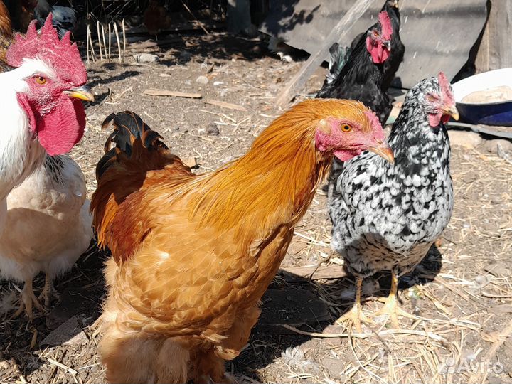 Молодые петушки