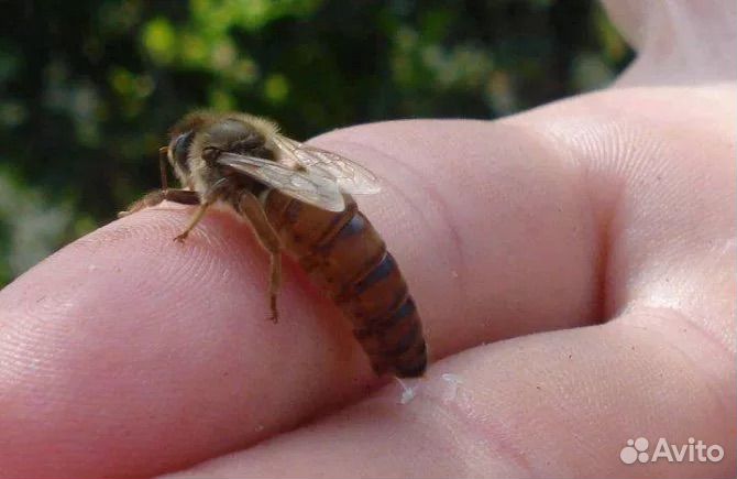 Пчелы матки