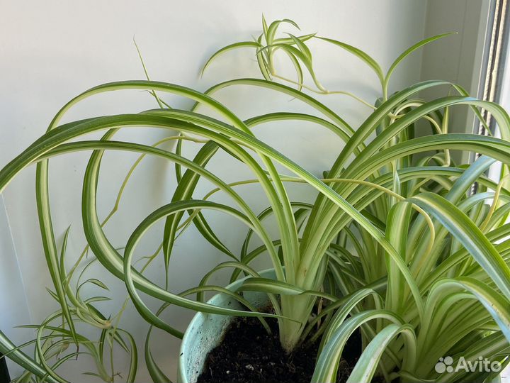 Хлорофитум