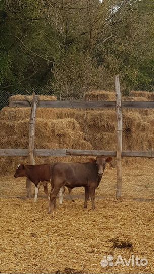 Племенной бык