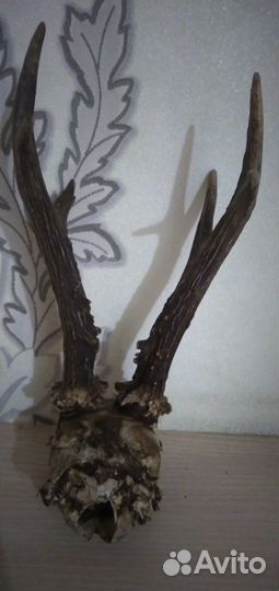 Рога косули