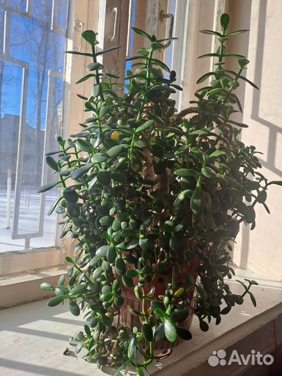 Денежное дерево и доллоровое