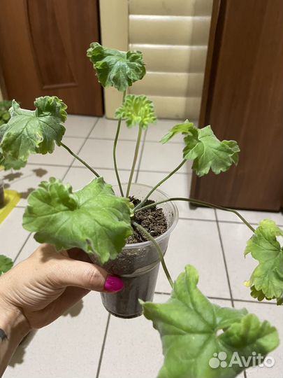 Пеларгония