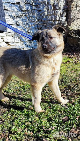 Собака-компаньон в дар