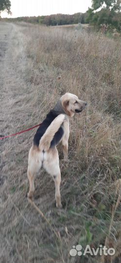 Молодой кобель