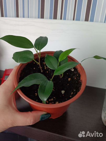 Фикус бенджамина