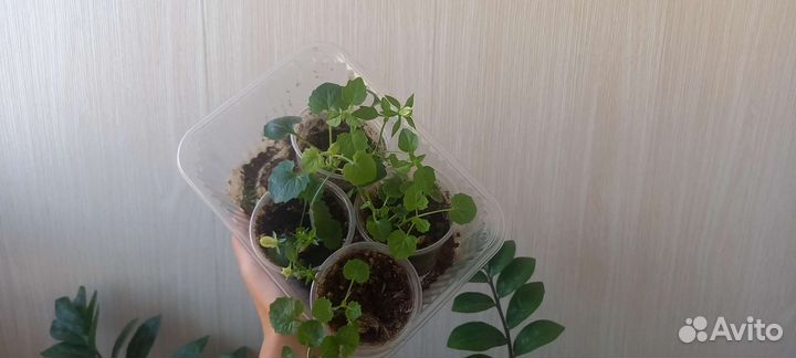 Кампанула Альба