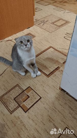 Кот пропадает